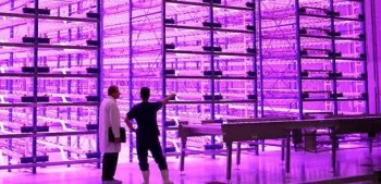 Преобразование освещённости в люксах в PPFD (микромоли/м²/с) с помощью Excel